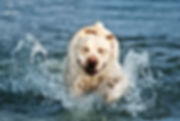 smiling white dog swim.jpeg