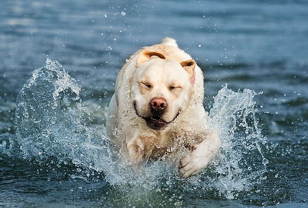 smiling white dog swim.jpeg