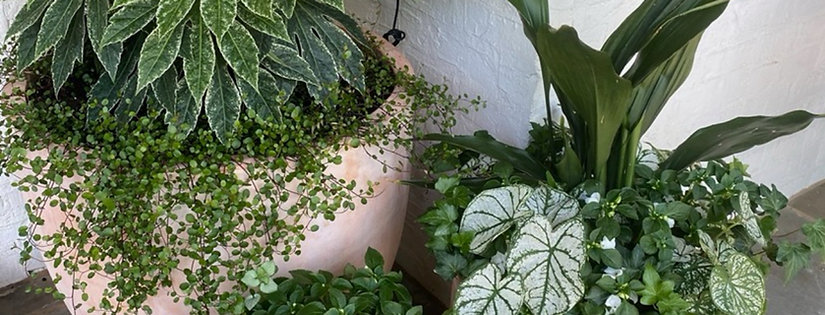 Seasonal Planter -  Design & Install