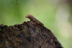 lizard