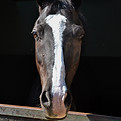 Cavallo