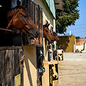 Foto cavalli in maneggio