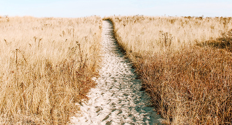 Wheat Field