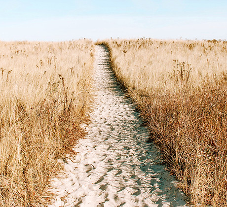Wheat Field
