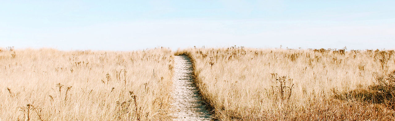 Wheat Field