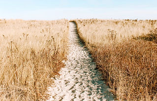 Sandy Grass Pathway