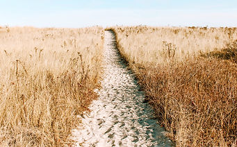 Wheat Field