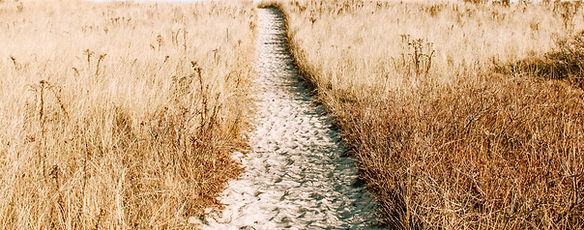 Wheat Field