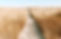 Wheat Field