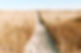 Wheat Field