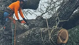 crane assited tree removal in atherton.webp