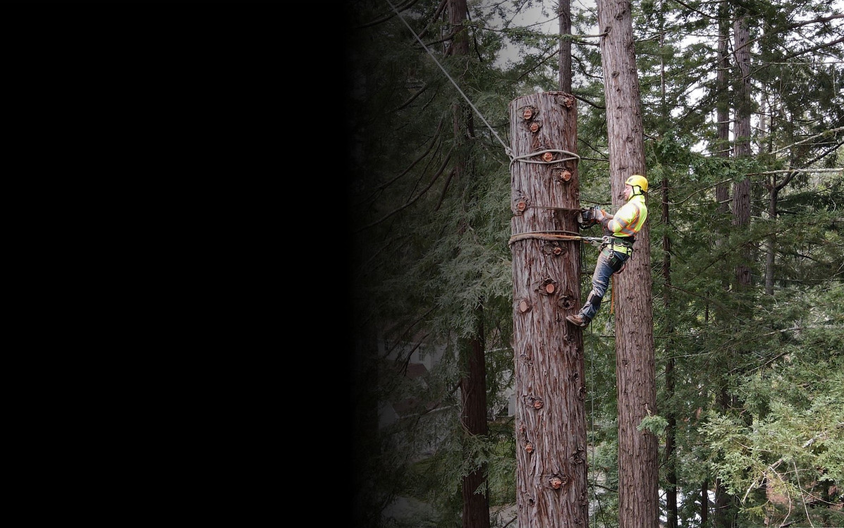 Professional tree climber performing a technical sectional tree removal in a confined spac