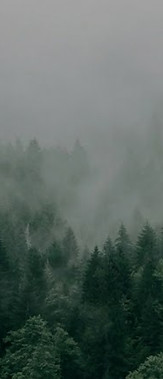 pine trees skyline tree service