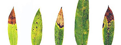 bay-leaves-w-sod.jpg