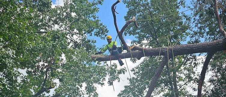 hazardous tree removal service.jpg