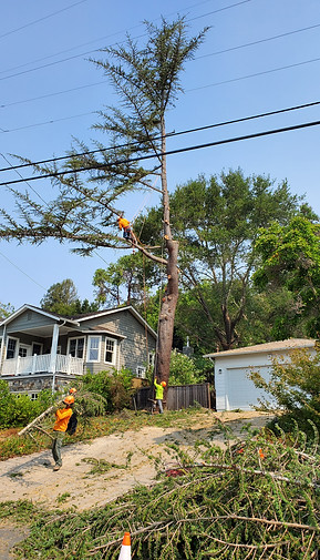 orinda tree removal