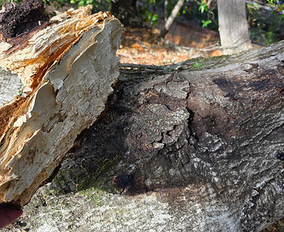 oak tree damage