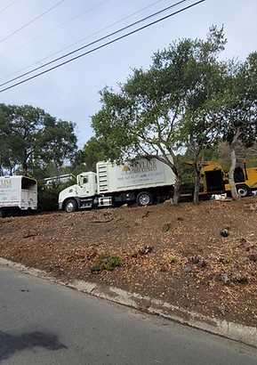 orinda professional tree trimming
