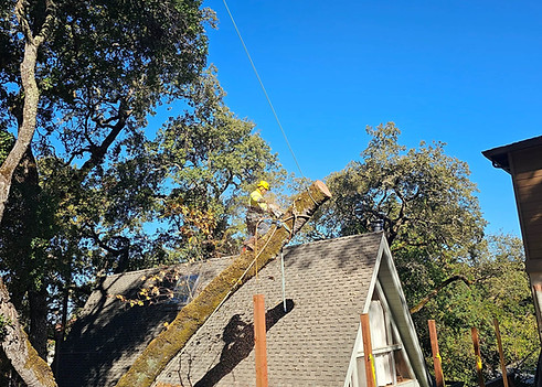 portola valley tree service tree removal los trancos