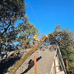 portola valley tree service.jpg