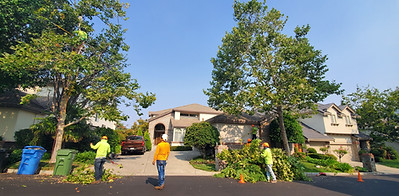danville tree trimming