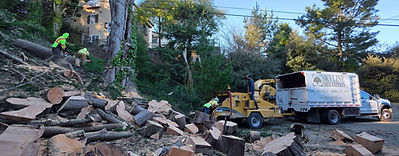 emeregency tree removal san bruno (1).jpg