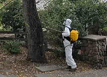 sudden oak death treatment portola valley