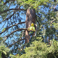 Tree trimming saratoga_1.jpg