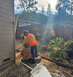 Skyline Tree Experts Orinda California