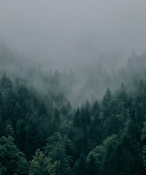 pine tree skyline tree experts