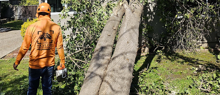 emergency tree removal san jose_