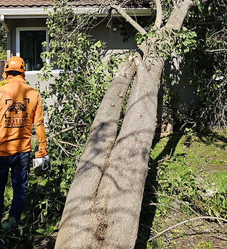 emergency tree removal san jose