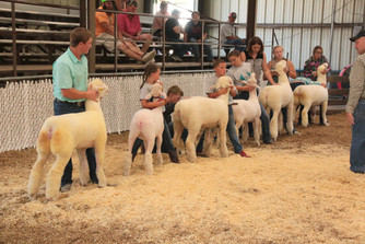 2020 Jr Show Lamb Class.jpeg