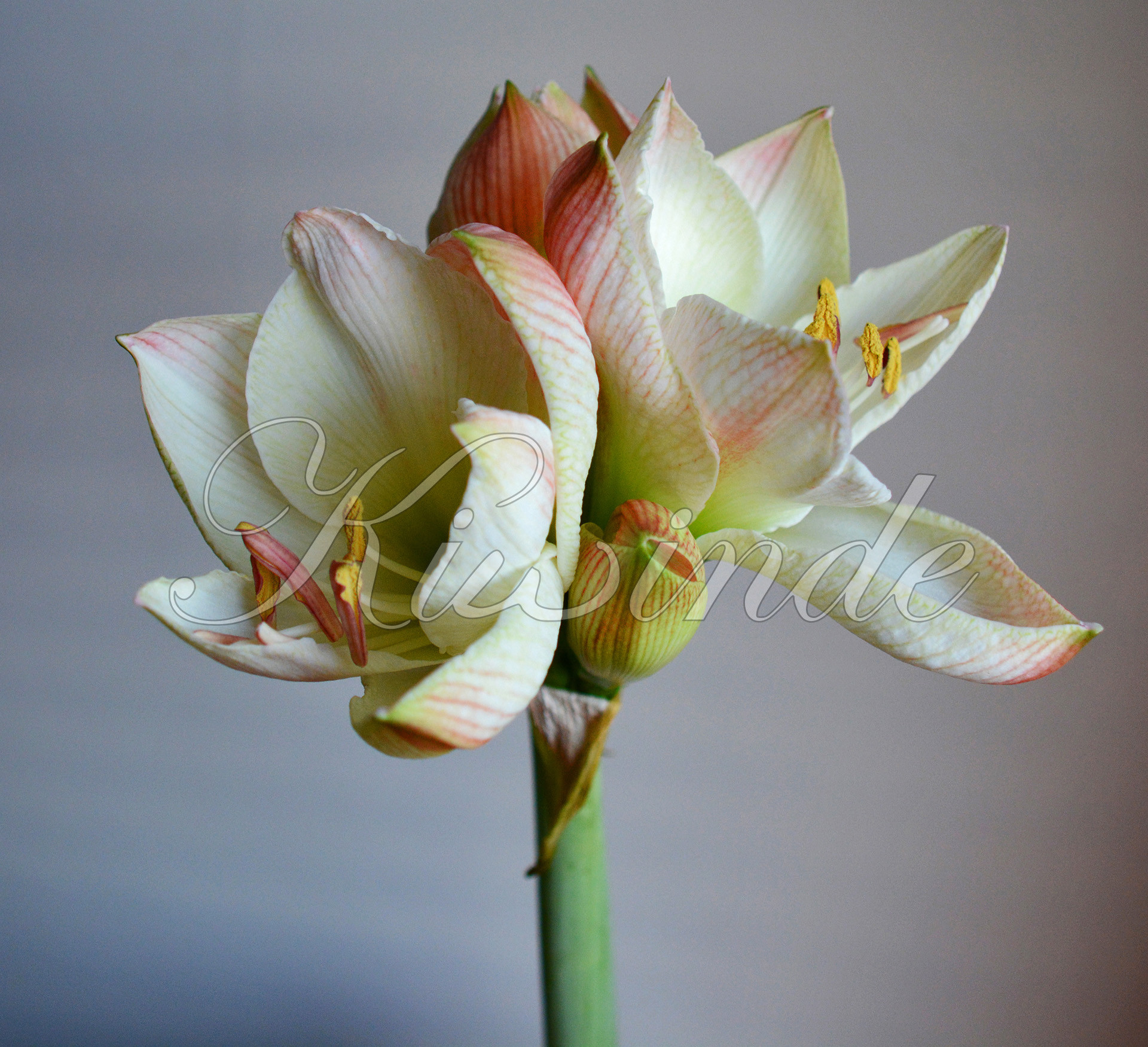 Amaryllis