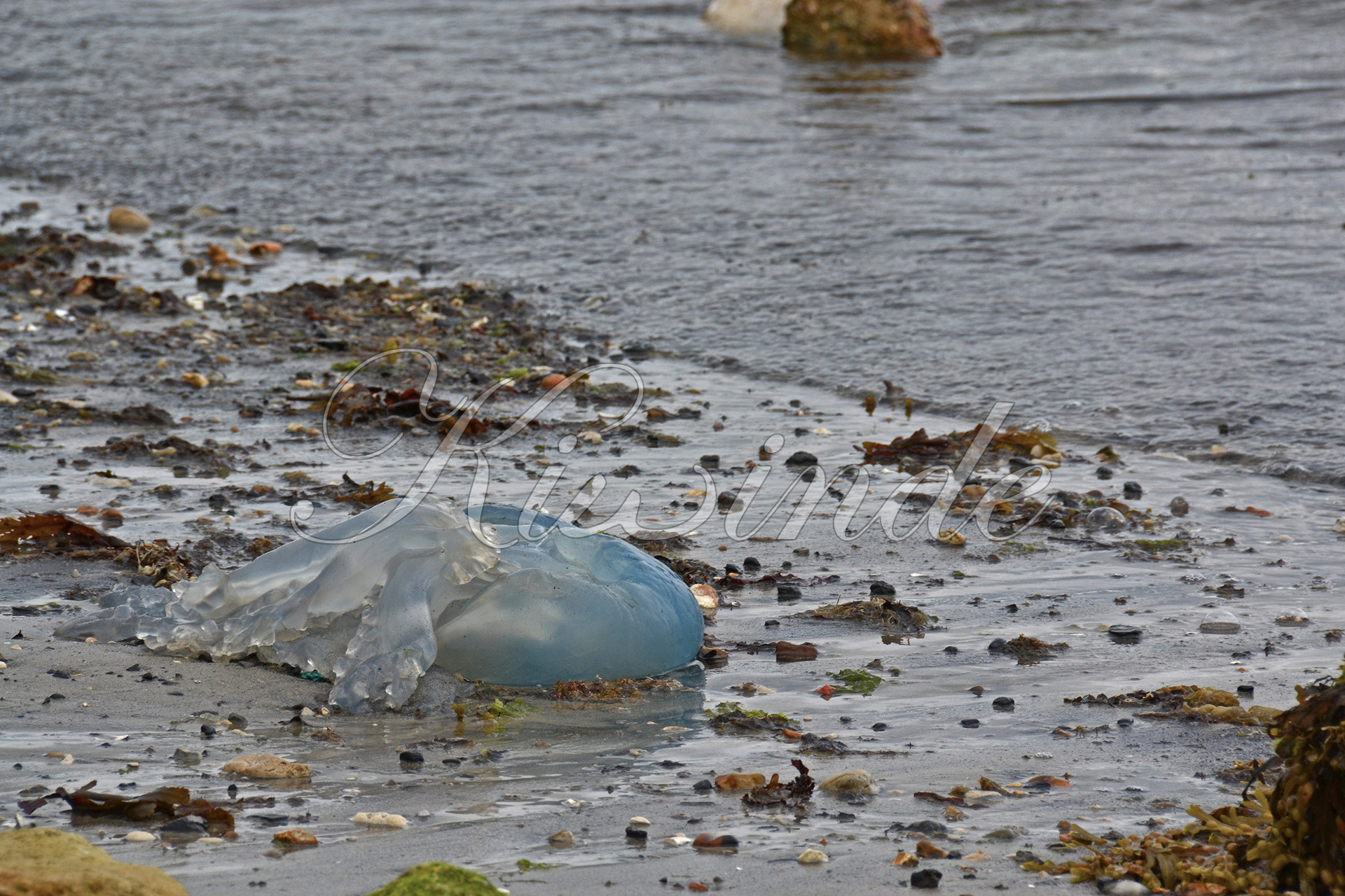 Medusas muertas en las playas de Portland (Dorset, UK)