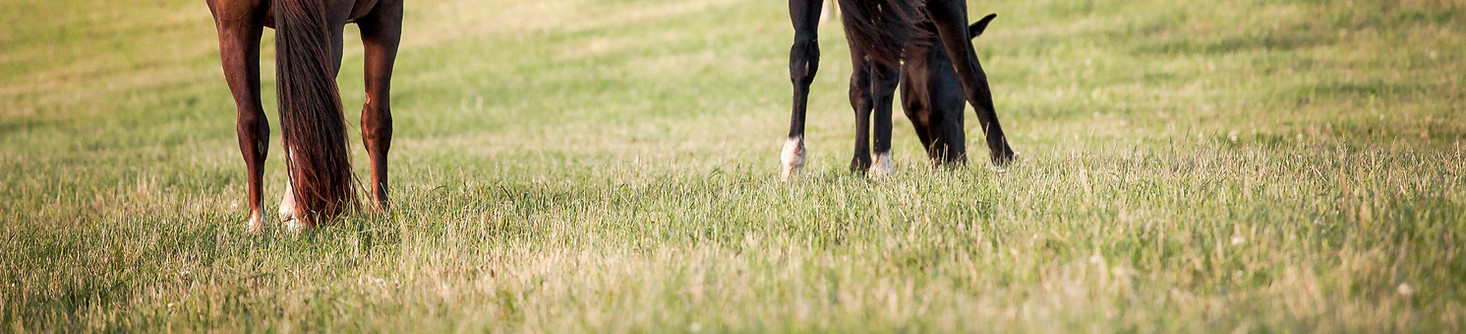 four horses on grass field_edited.jpg