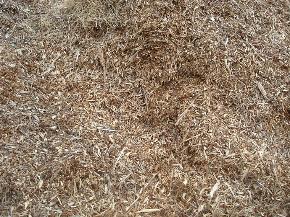 DSC05198