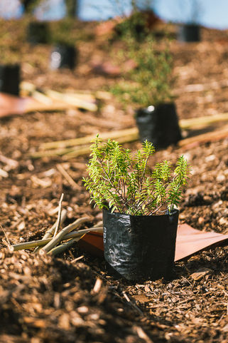 Trees that count TLC - Low res-31.jpg