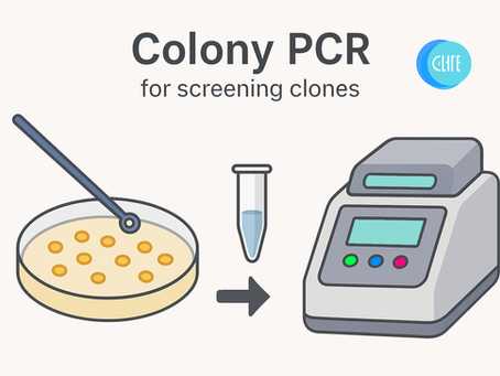 Colony PCR: The Ultimate Guide to Rapid and Efficient Clone Screening