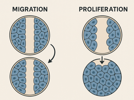 Scratch Assay Migration vs Proliferation: Is Your Wound Closure From Cell Proliferation Rather Than Migration?