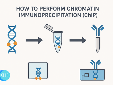 Guide to Chromatin Immunoprecipitation (ChIP)