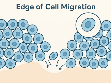 Decoding the Secrets of Cell Migration at the Wound Edge