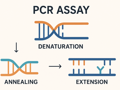 PCR: Your DNA's Tiny Copy Machine