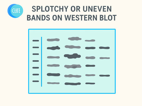 Western Blot Troubleshooting: Guide to Fixing Splotchy or Uneven Bands