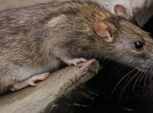 The Rat That Saved A Family