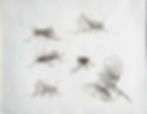 Insectes_I_40?