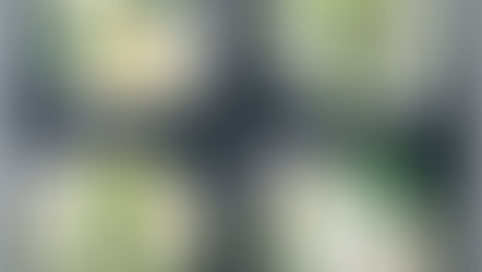 【世界チーズ紀行2026年3月】春に楽しむペコリーノ、ブルビ&オベーハの魅力♪