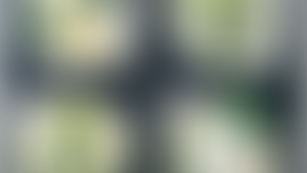 【世界チーズ紀行2026年3月】春に楽しむペコリーノ、ブルビ＆オベーハの魅力♪