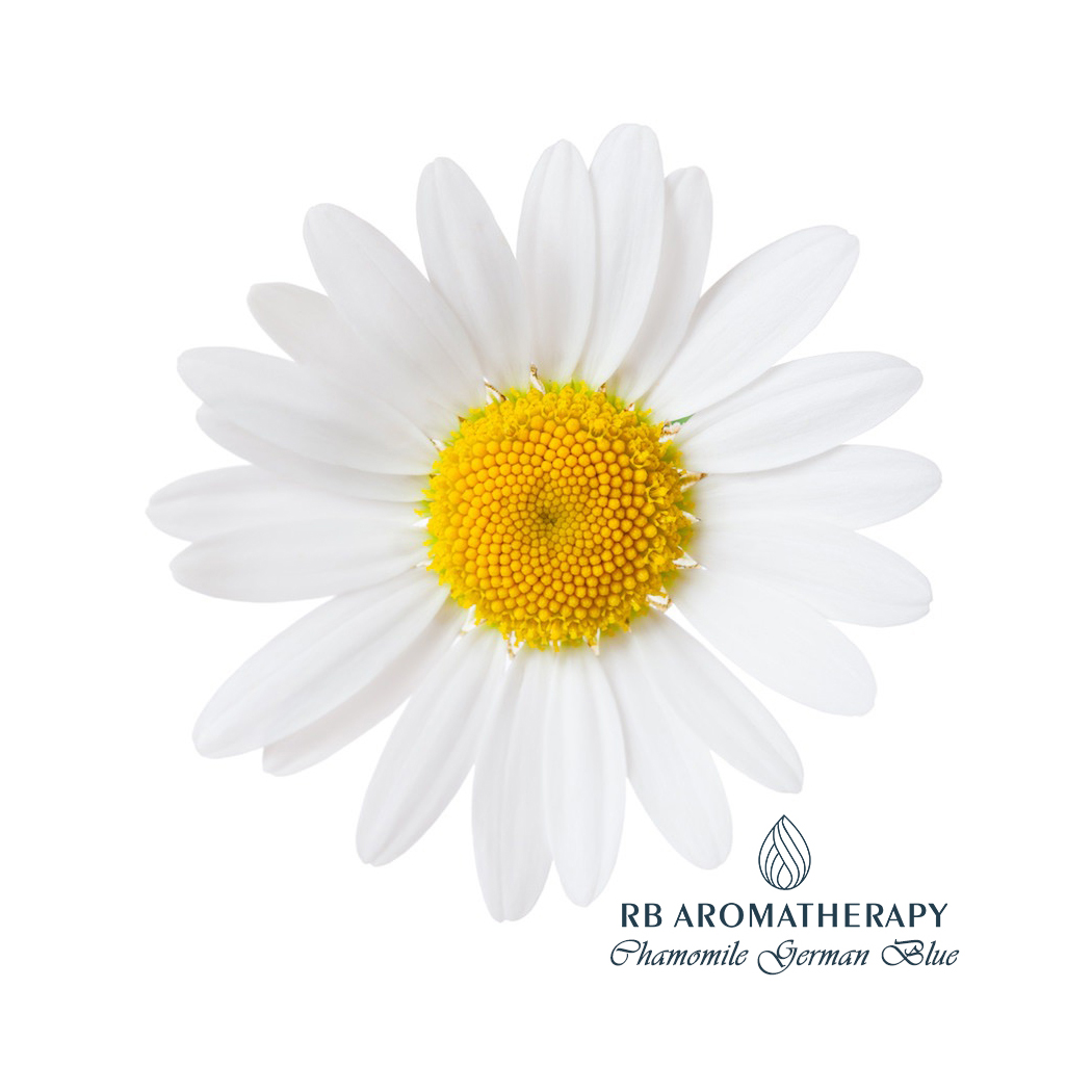 ◆ 瀬戸のカモミール Amazon.co.jp: Chamomile Flower 20TB : Food, Beverages & Alcohol