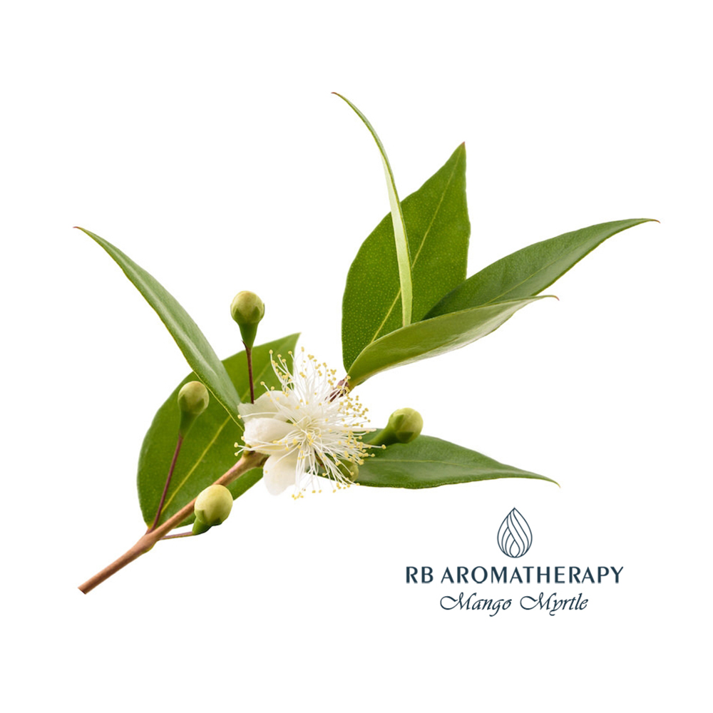 Mango Myrtle Essential Oil Mango Myrtle - Fragrances - Essential Oils